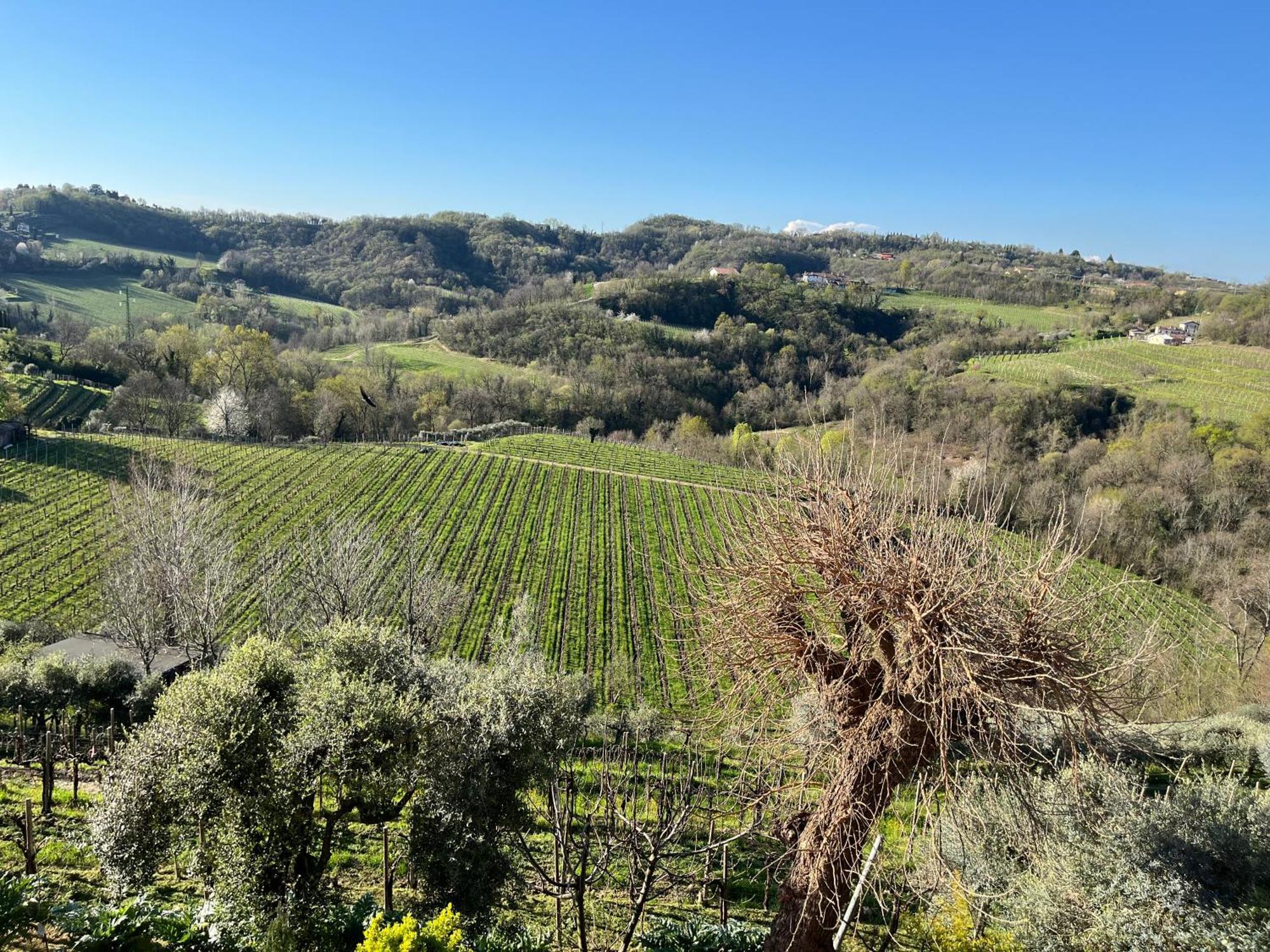 Casa Vacanze Pierangela Susegana Exteriér fotografie